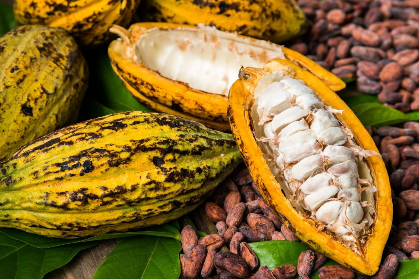 Cacao