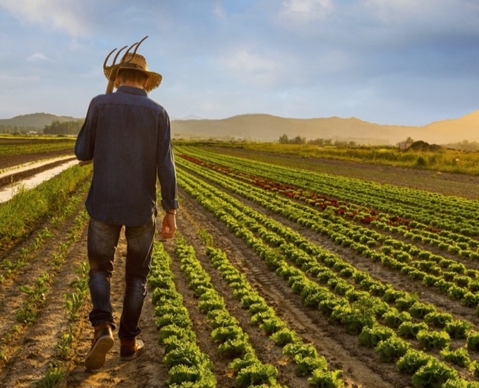 Farmer on his land