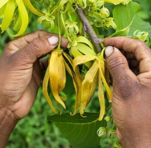 hands planting