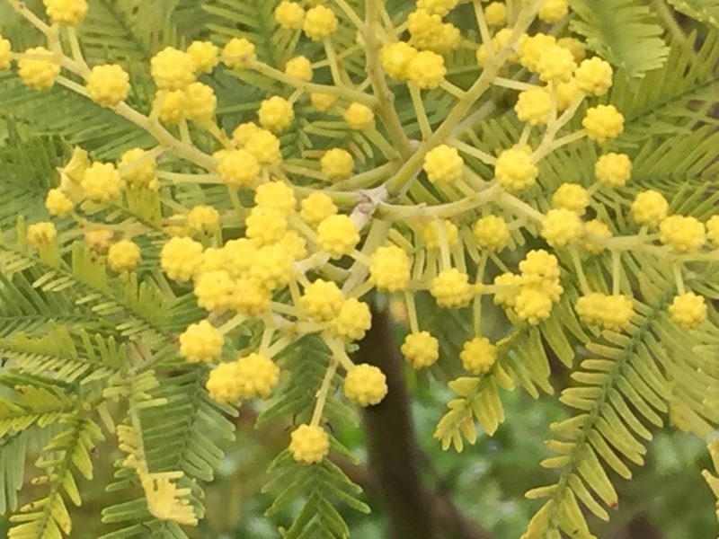 Mimosa