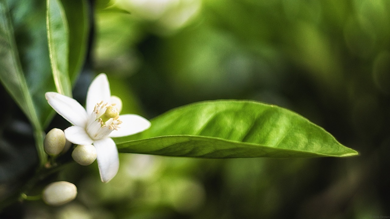 orange blossom