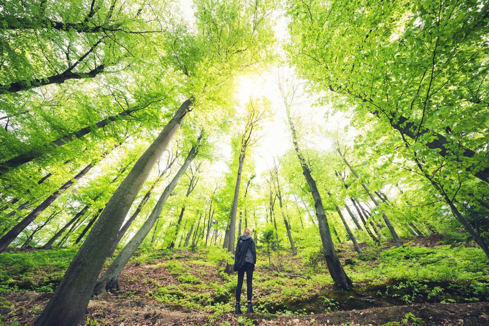 Under The Green Forest