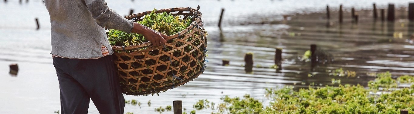 Seaweed-Farmer