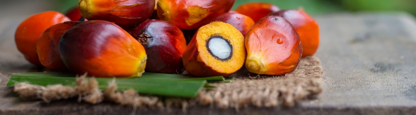 Palm Fruit