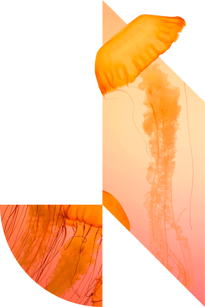 medusa-decor